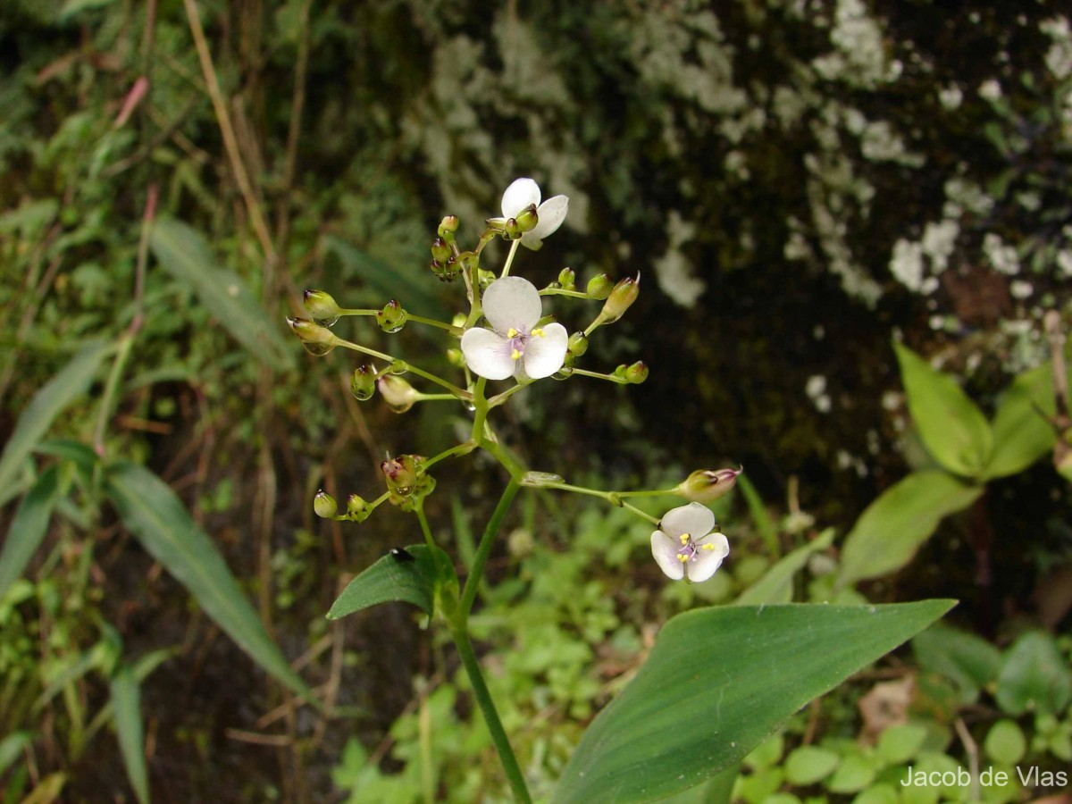 Murdannia zeylanica (C.B.Clarke) G.Brückn.